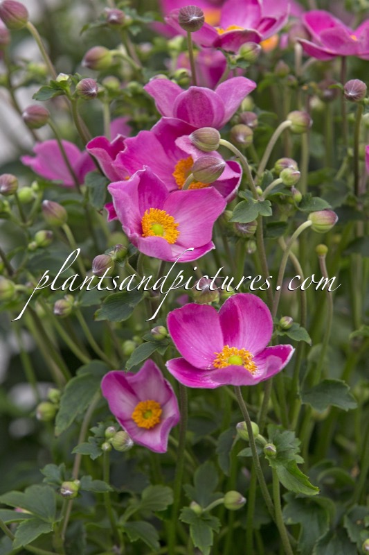 Anemone ‘IFANJ’ (FANTASY JASMINE)