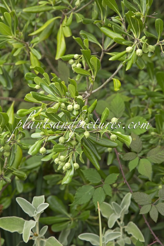 Pittosporum tobira