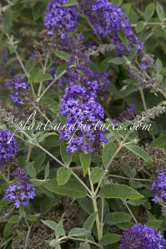 Buddleja ‘Podaras 8’ (BLUE HEAVEN; FREE PETITE BLUE HEAVEN)
