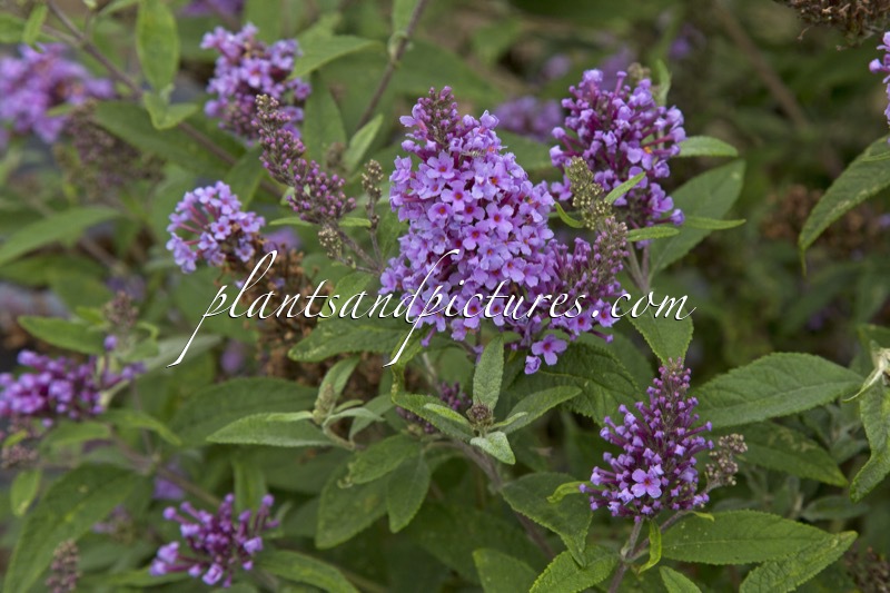 Buddleja ‘Bosbrizz’ (BERRY FIZZ)