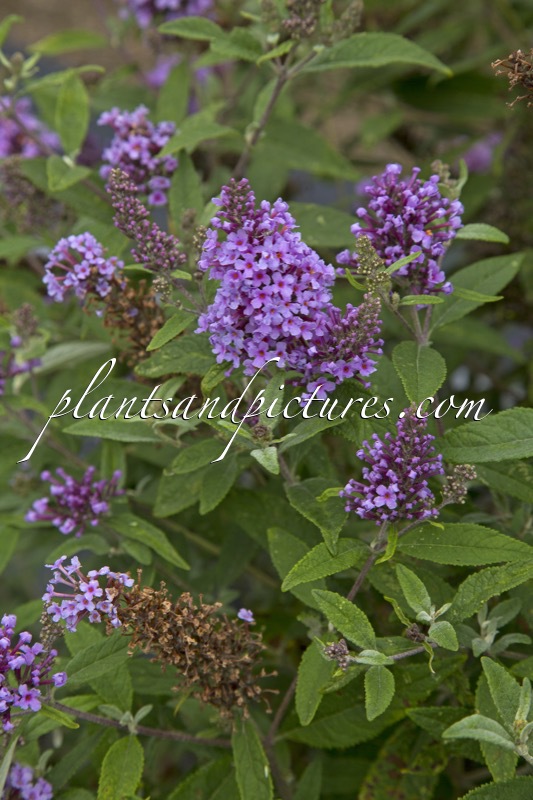 Buddleja ‘Bosbrizz’ (BERRY FIZZ)