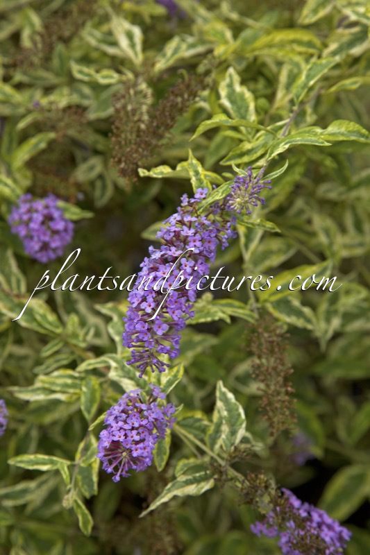Buddleja ‘Burncross’