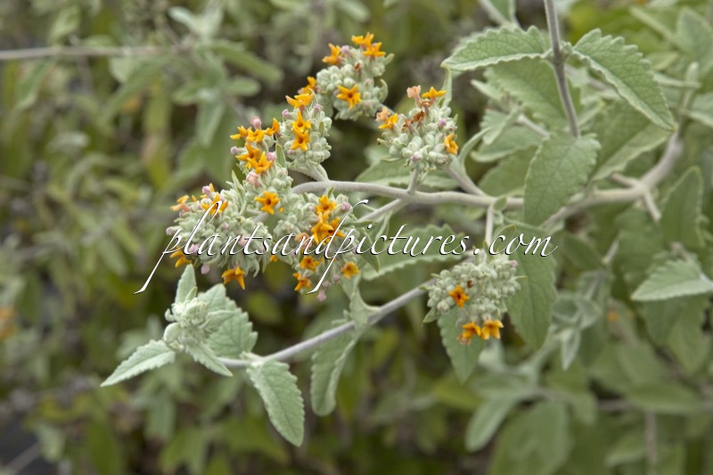 Buddleja ‘Podaras 2’ (FLUTTERBY GRANDE SWEET MARMALADE)