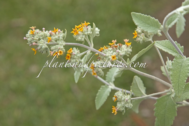 Buddleja ‘Podaras 2’ (FLUTTERBY GRANDE SWEET MARMALADE)