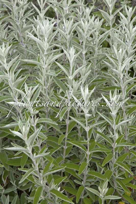Buddleja ‘Morning Mist’ (SILVER ANNIVERSARY)