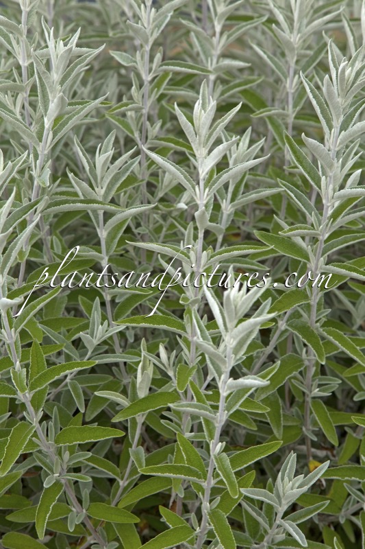 Buddleja ‘Morning Mist’ (SILVER ANNIVERSARY)