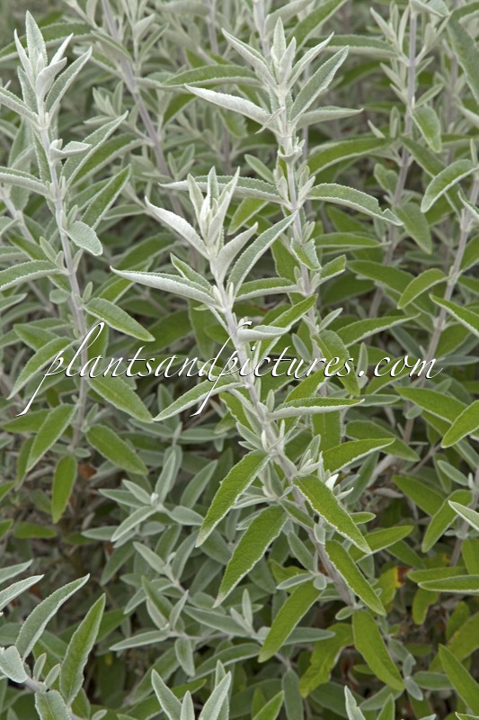 Buddleja ‘Morning Mist’ (SILVER ANNIVERSARY)