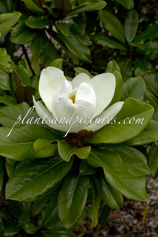 Magnolia grandiflora ‘Baby Grand’