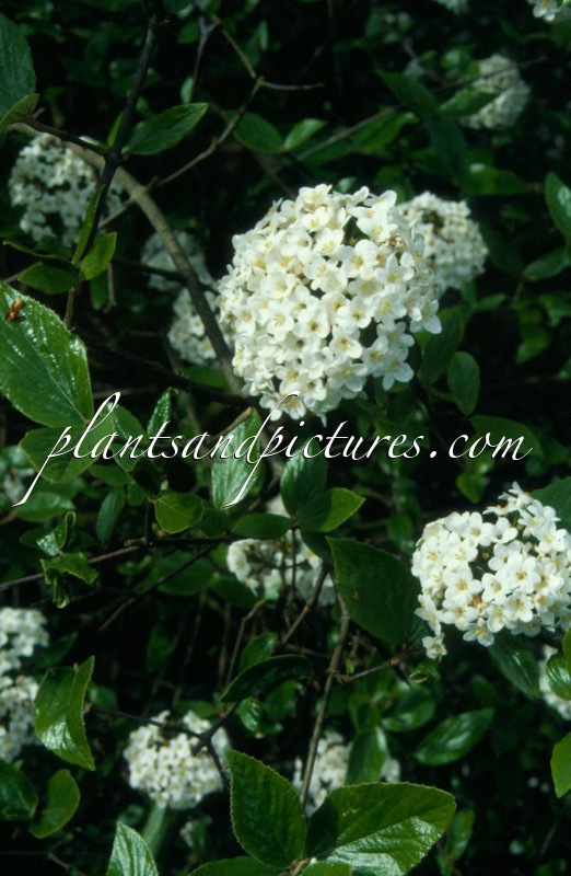 Viburnum burkwoodii ‘Burkwood’