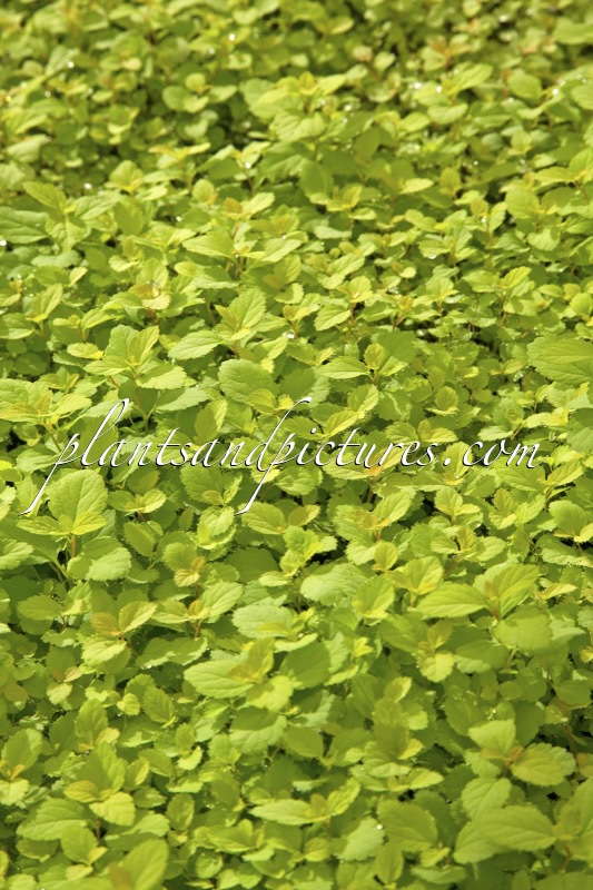 Spiraea japonica ‘Bailcarol’ (SUNDROP)