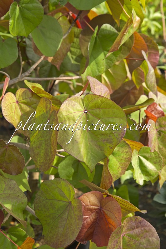 Talipariti tiliaceum