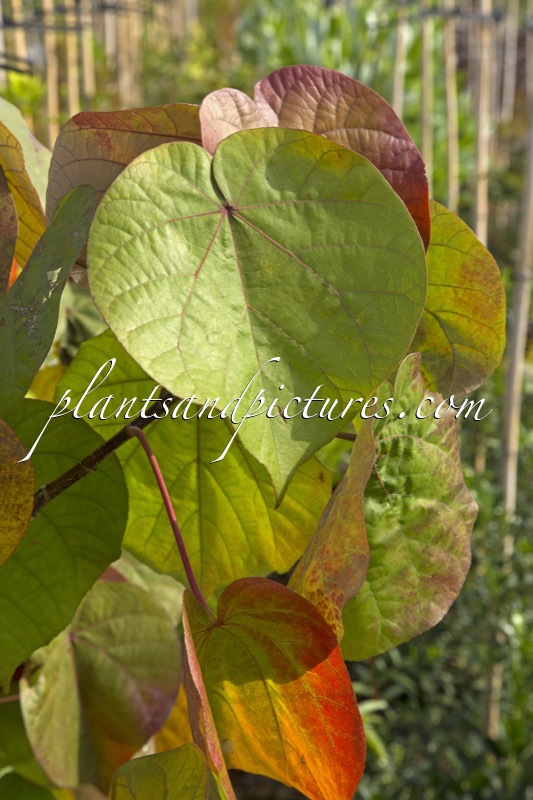 Talipariti tiliaceum