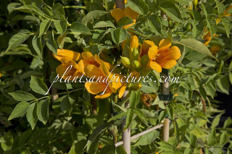 Campsis ‘Mincamja3’ (GOLDEN TRUMPET)