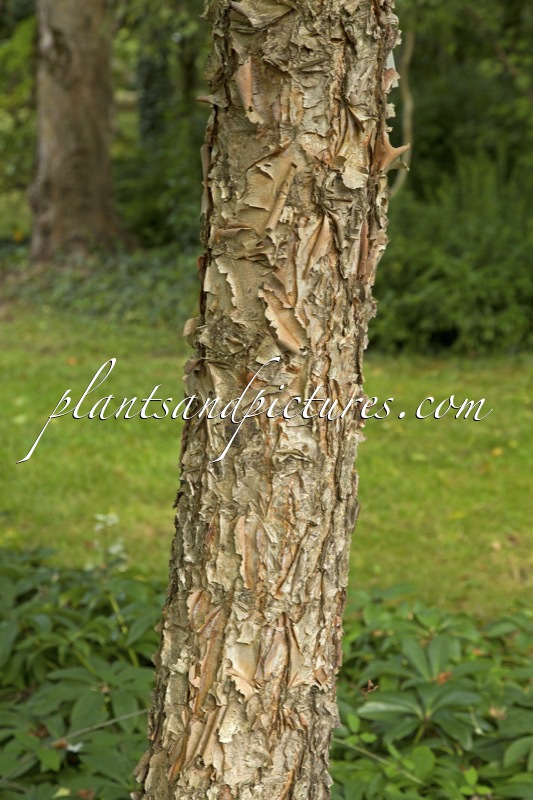 Betula nigra ‘Black Star’