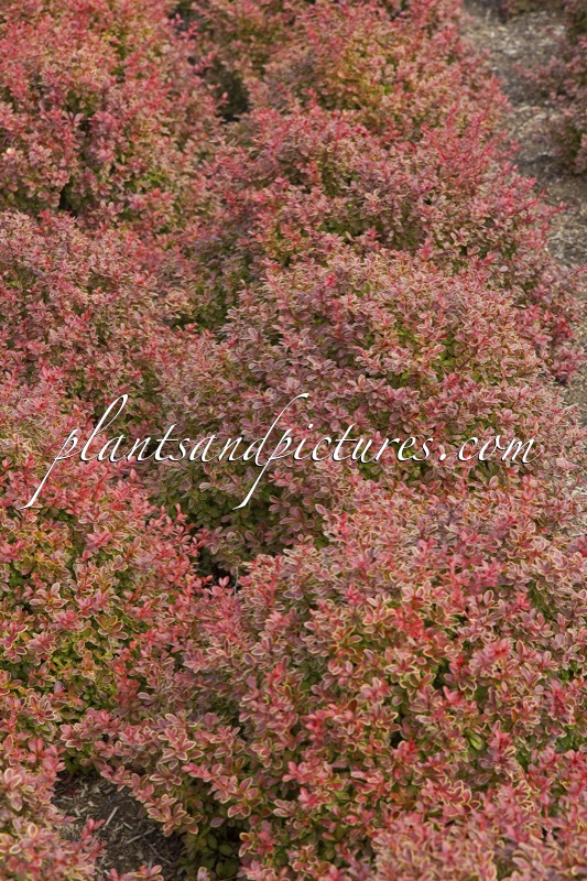 Berberis thunbergii ‘Admiration’