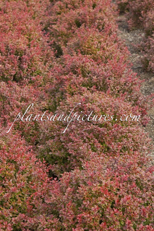 Berberis thunbergii ‘Admiration’