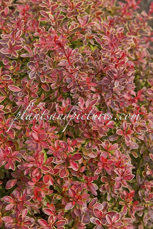Berberis thunbergii ‘Admiration’