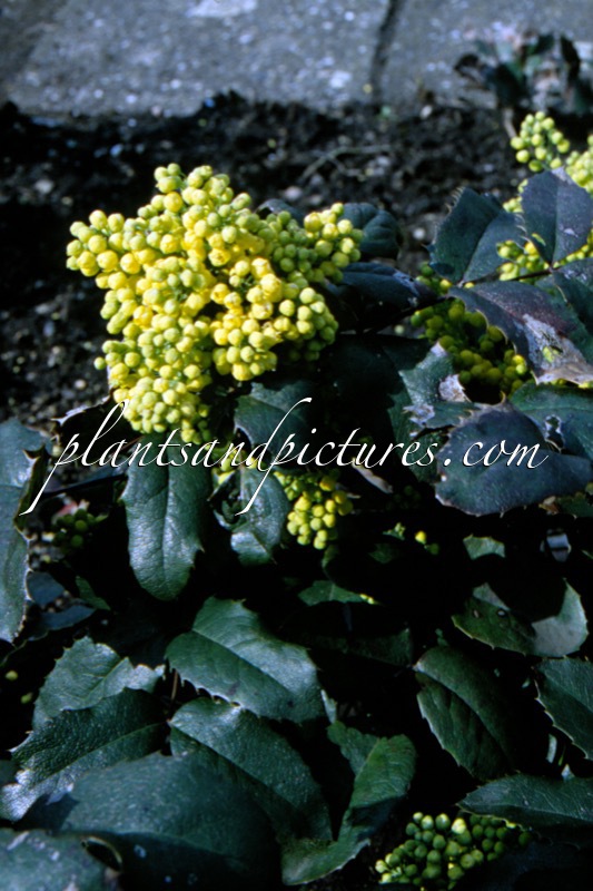 Mahonia ‘Bokrahawk’ (MOHAWK)