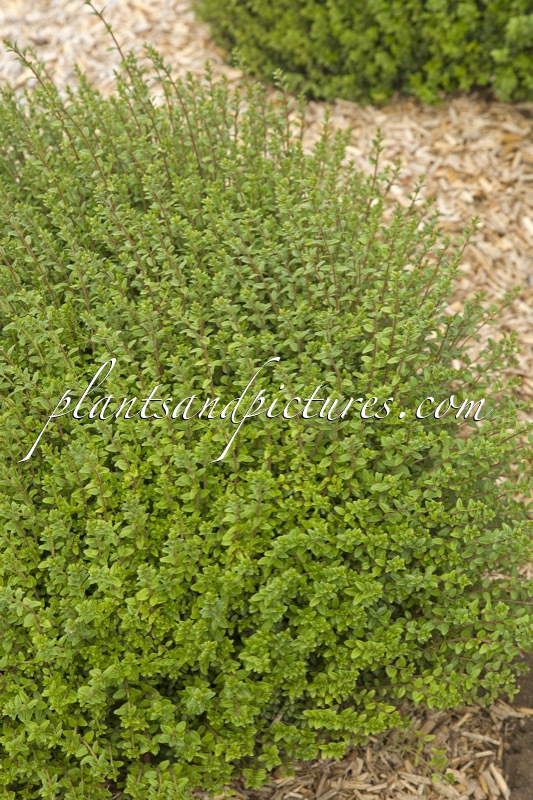 Lonicera nitida ‘Panmin’ (TIDY TIPS)