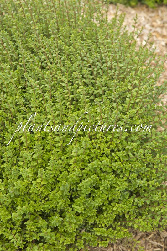Lonicera nitida ‘Panmin’ (TIDY TIPS)