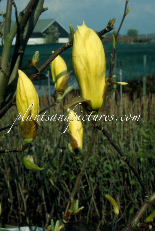 Magnolia ‘Yellow Lantern’