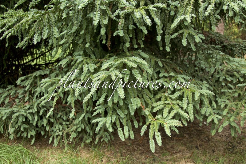 Sequoia sempervirens ‘Prostrata’