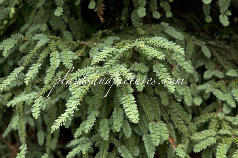Sequoia sempervirens ‘Prostrata’