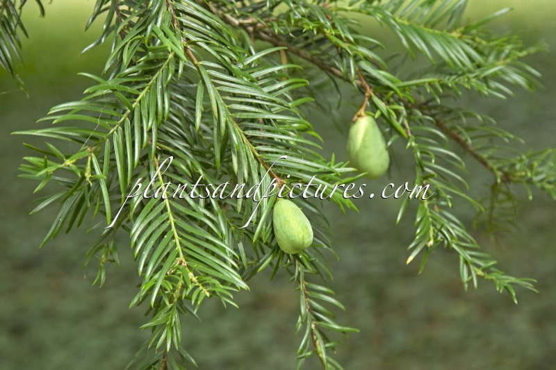 Torreya nucifera