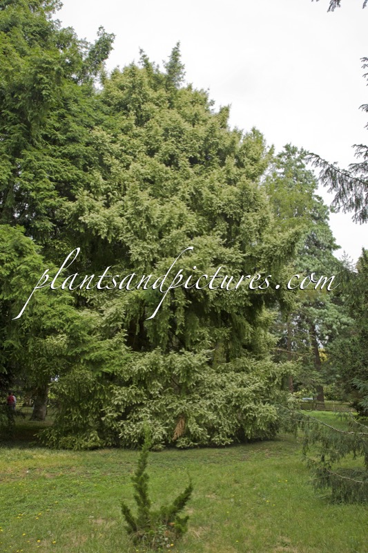 Torreya nucifera ‘Variegata’