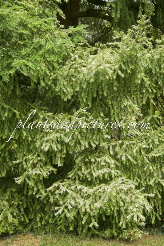 Torreya nucifera ‘Variegata’