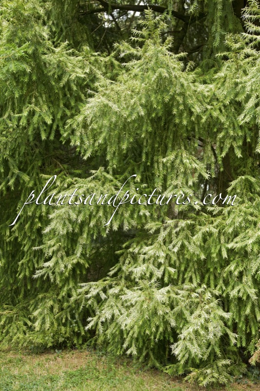 Torreya nucifera ‘Variegata’