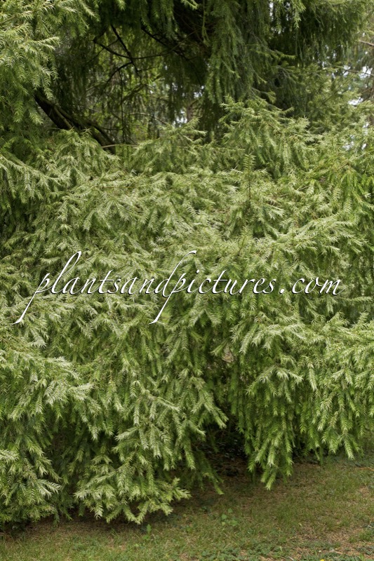 Torreya nucifera ‘Variegata’