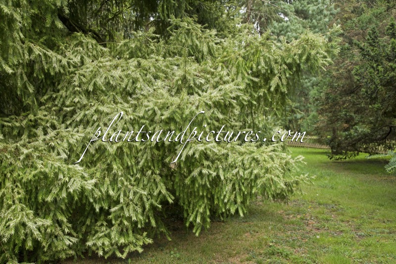 Torreya nucifera ‘Variegata’
