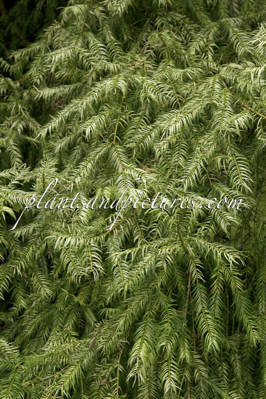 Torreya nucifera ‘Variegata’