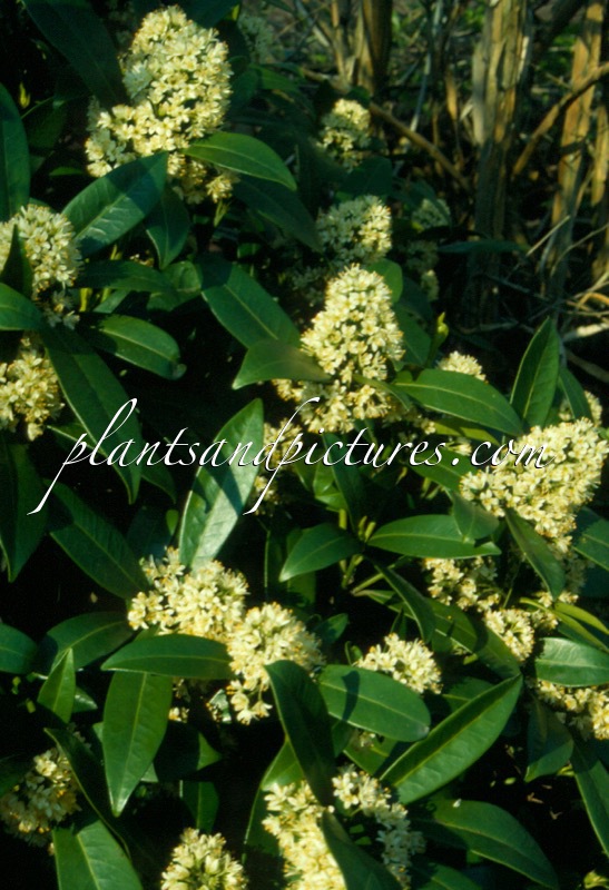 Skimmia confusa ‘Kew Green’