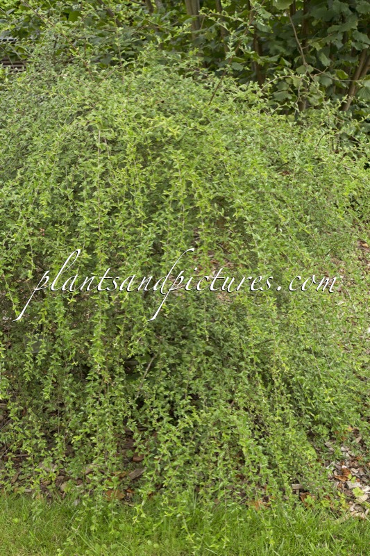 Osteomeles schwerinae