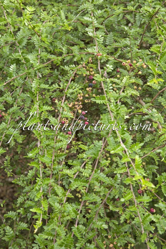 Osteomeles schwerinae