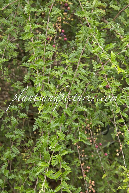 Osteomeles schwerinae