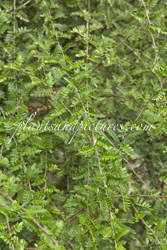 Osteomeles schwerinae