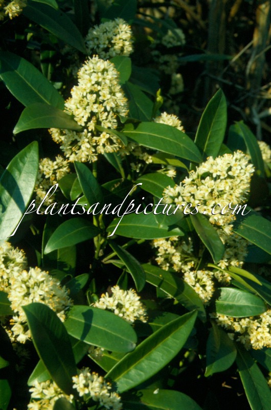 Skimmia confusa ‘Kew Green’