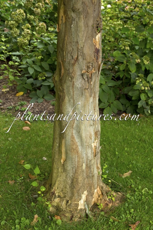 Pteroceltis tatarinowii