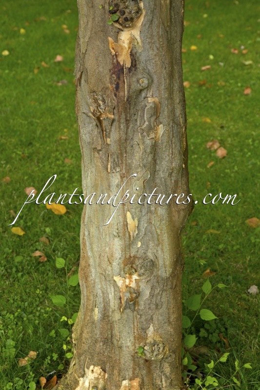 Pteroceltis tatarinowii