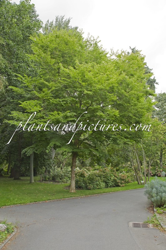 Pteroceltis tatarinowii