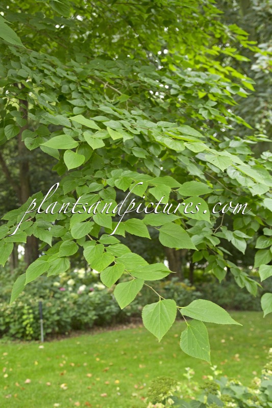 Pteroceltis tatarinowii