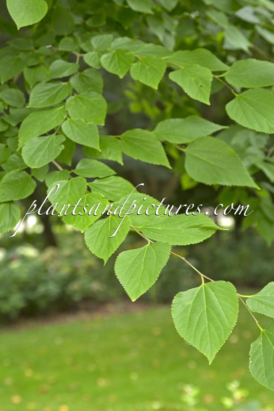 Pteroceltis tatarinowii