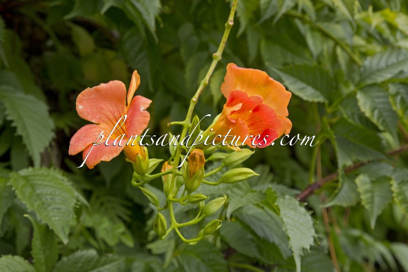 Campsis grandiflora