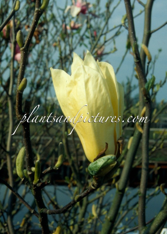 Magnolia ‘Yellow Lantern’