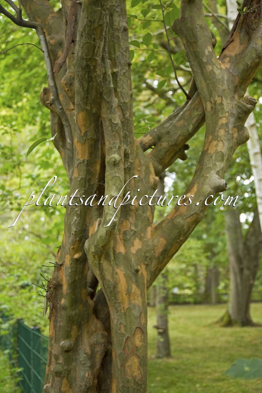 Pseudocydonia sinensis