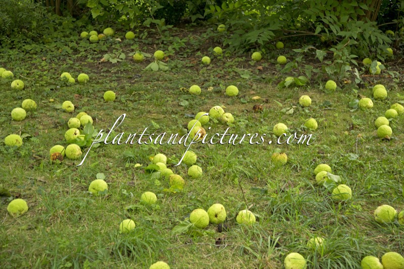 Maclura pomifera