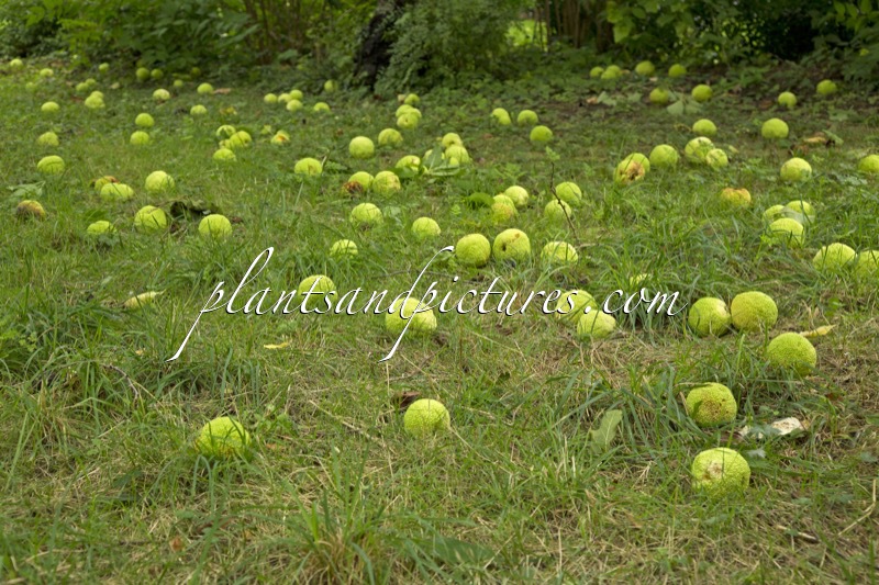 Maclura pomifera